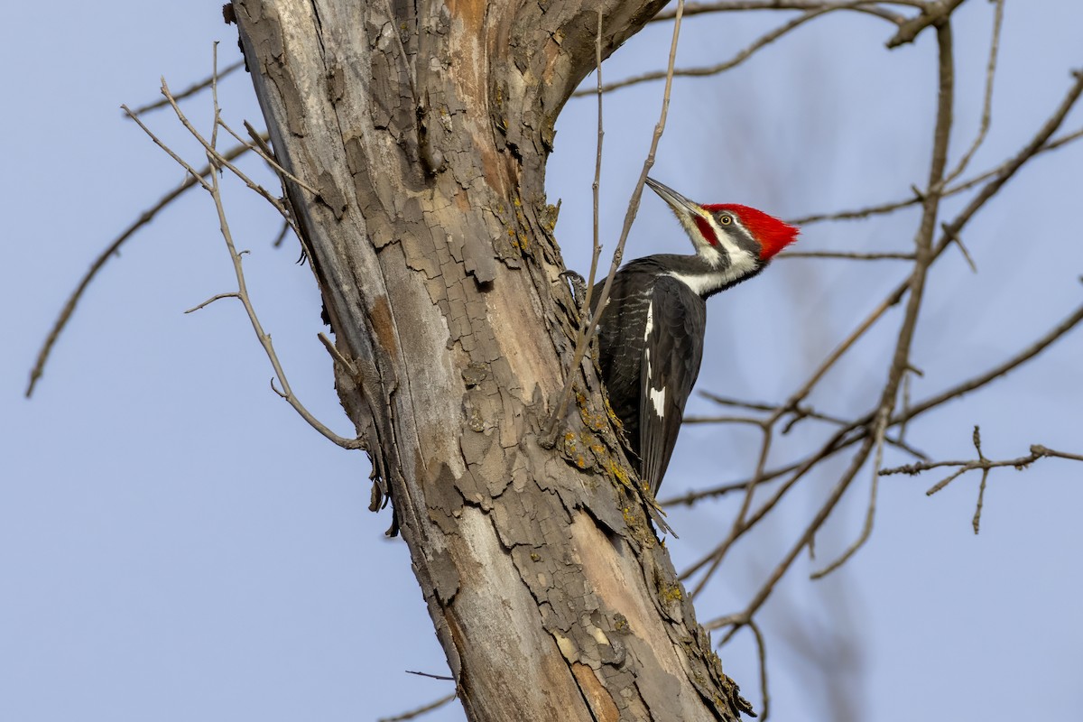 Pileated Woodpecker - ML612318322
