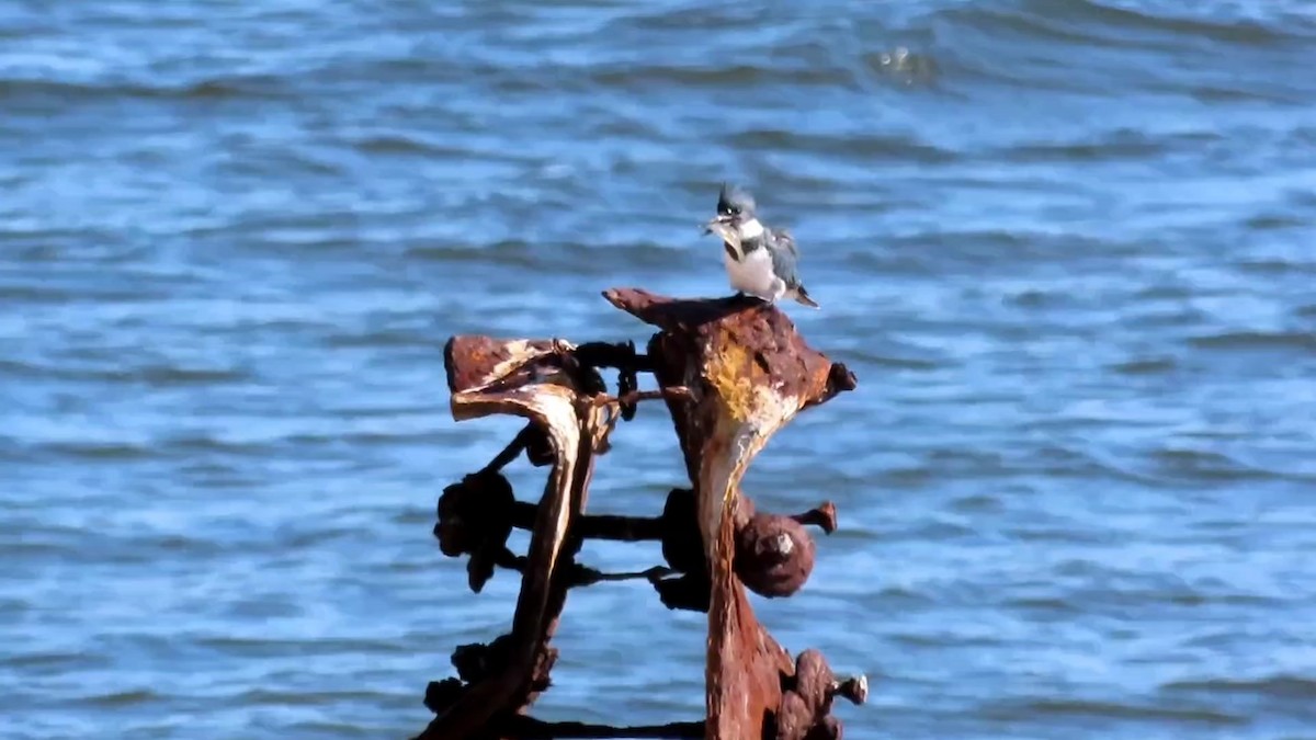 Belted Kingfisher - Nicholas Asreen