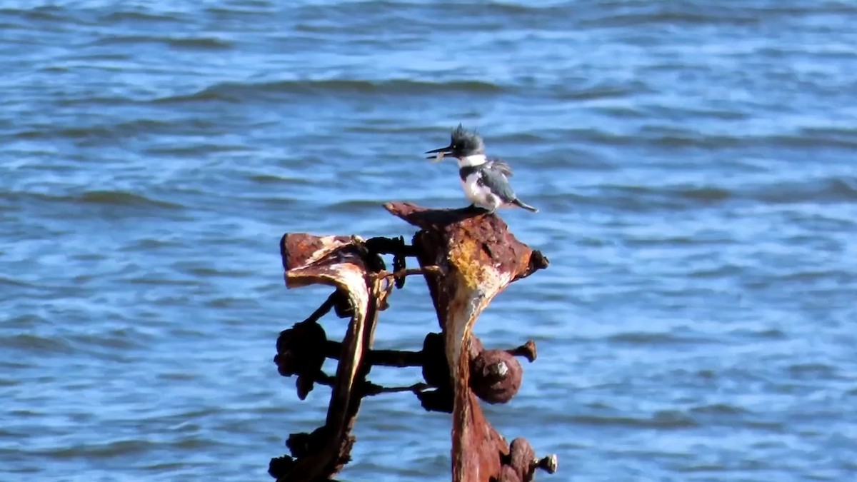 Belted Kingfisher - Nicholas Asreen