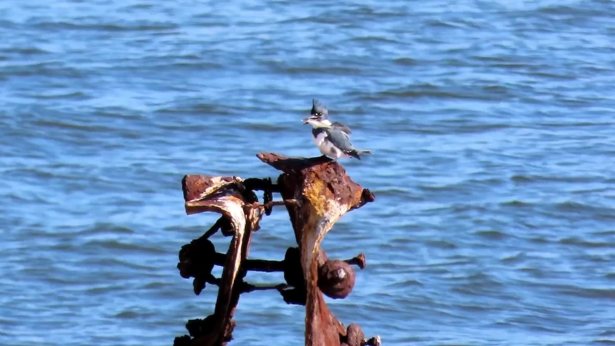 Belted Kingfisher - Nicholas Asreen