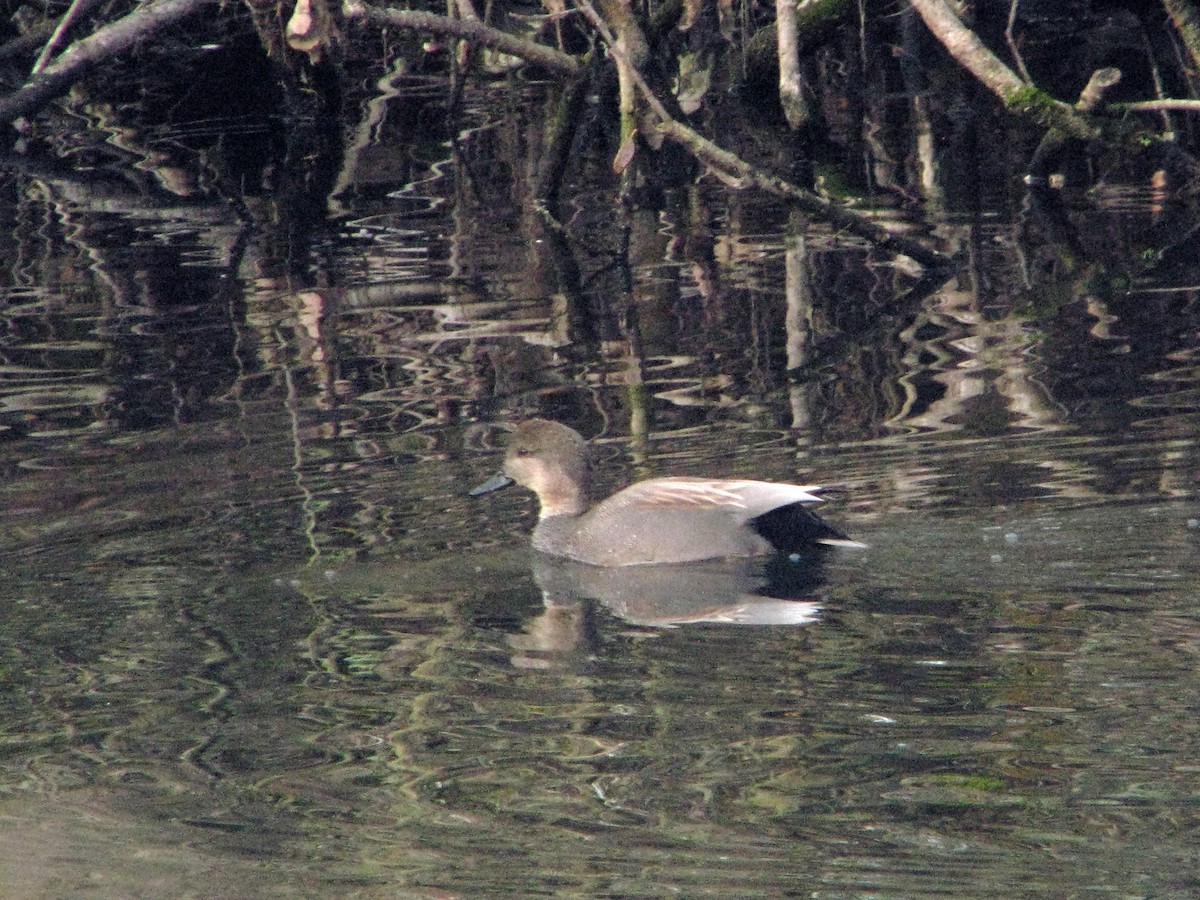 Gadwall - V. Lohr