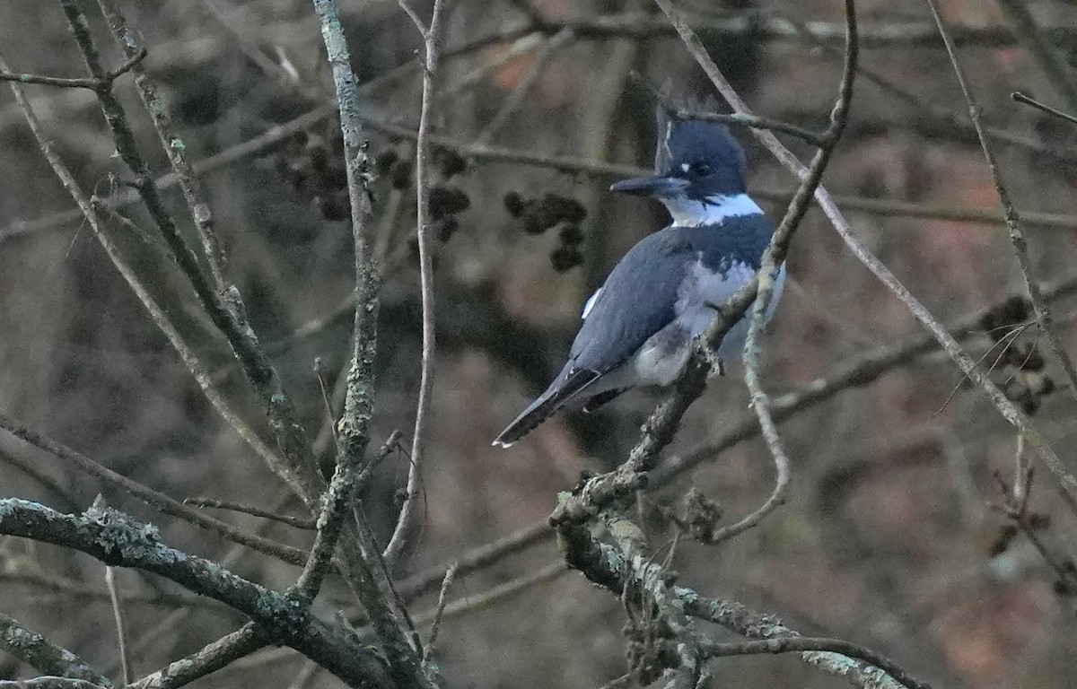 Belted Kingfisher - ML612318376