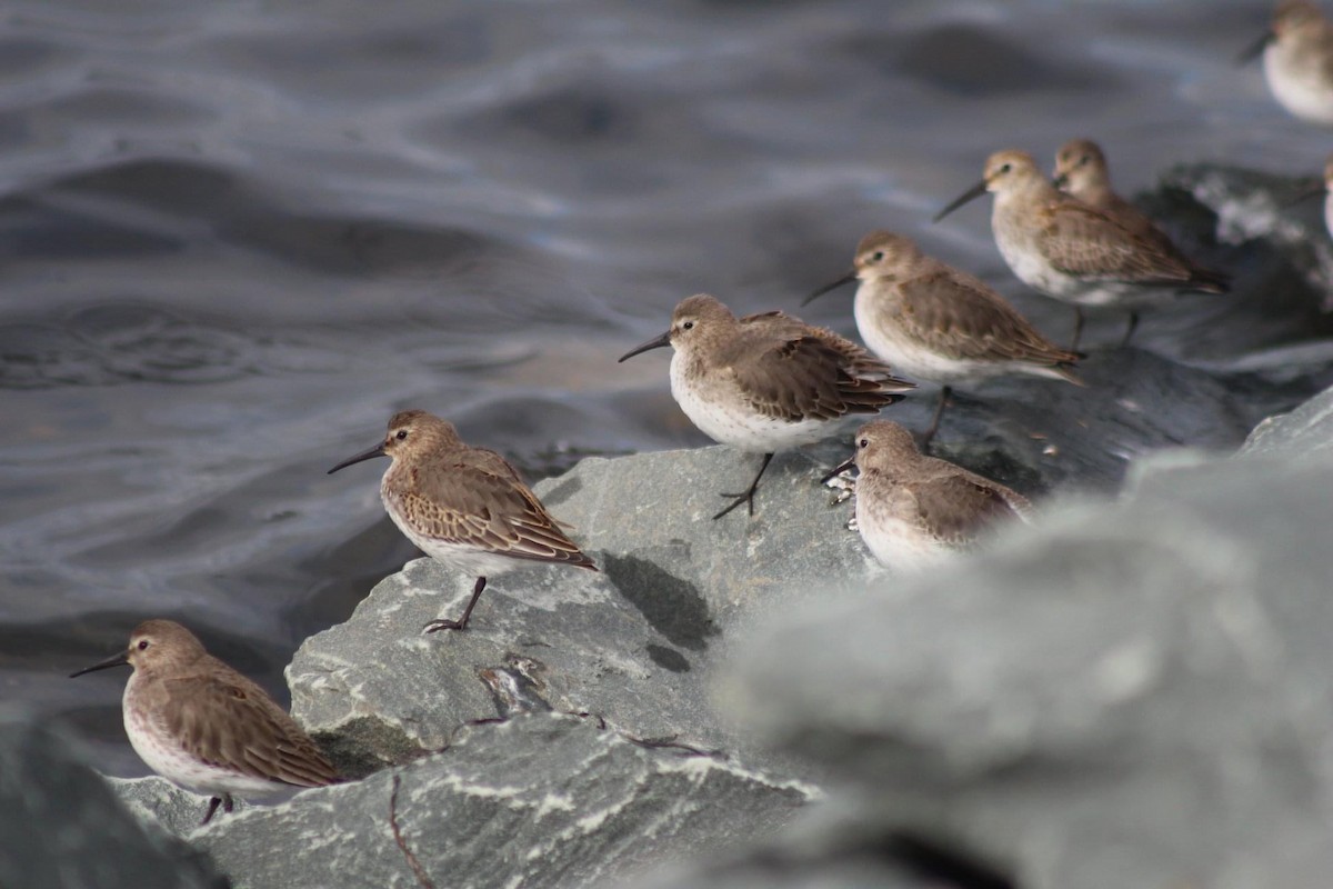 Dunlin - ML612318393