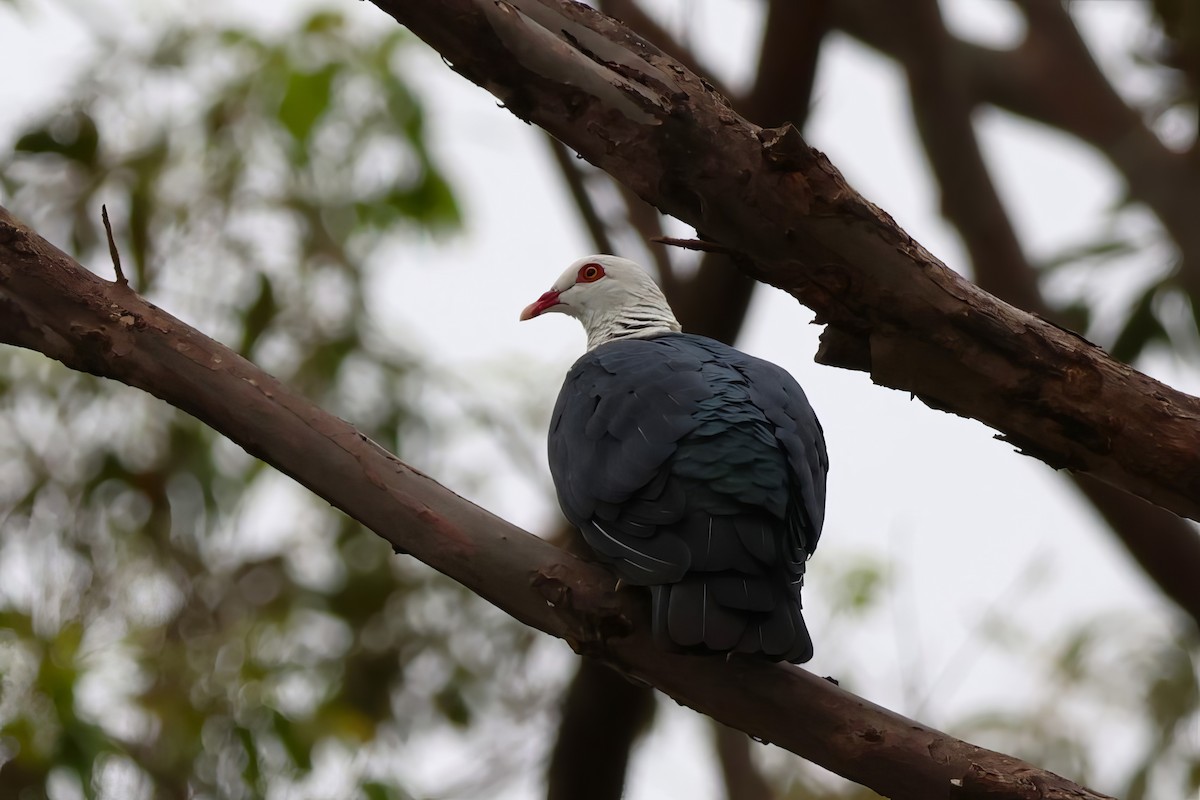 White-headed Pigeon - ML612318407