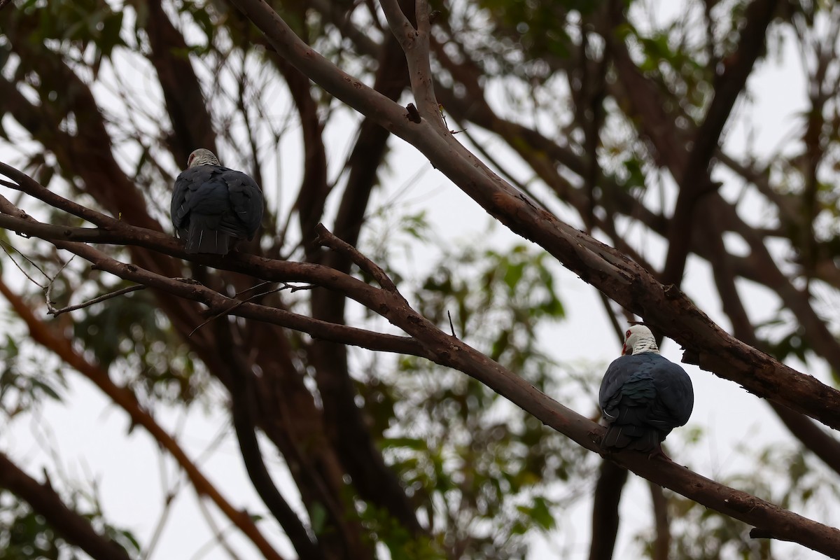 White-headed Pigeon - ML612318408