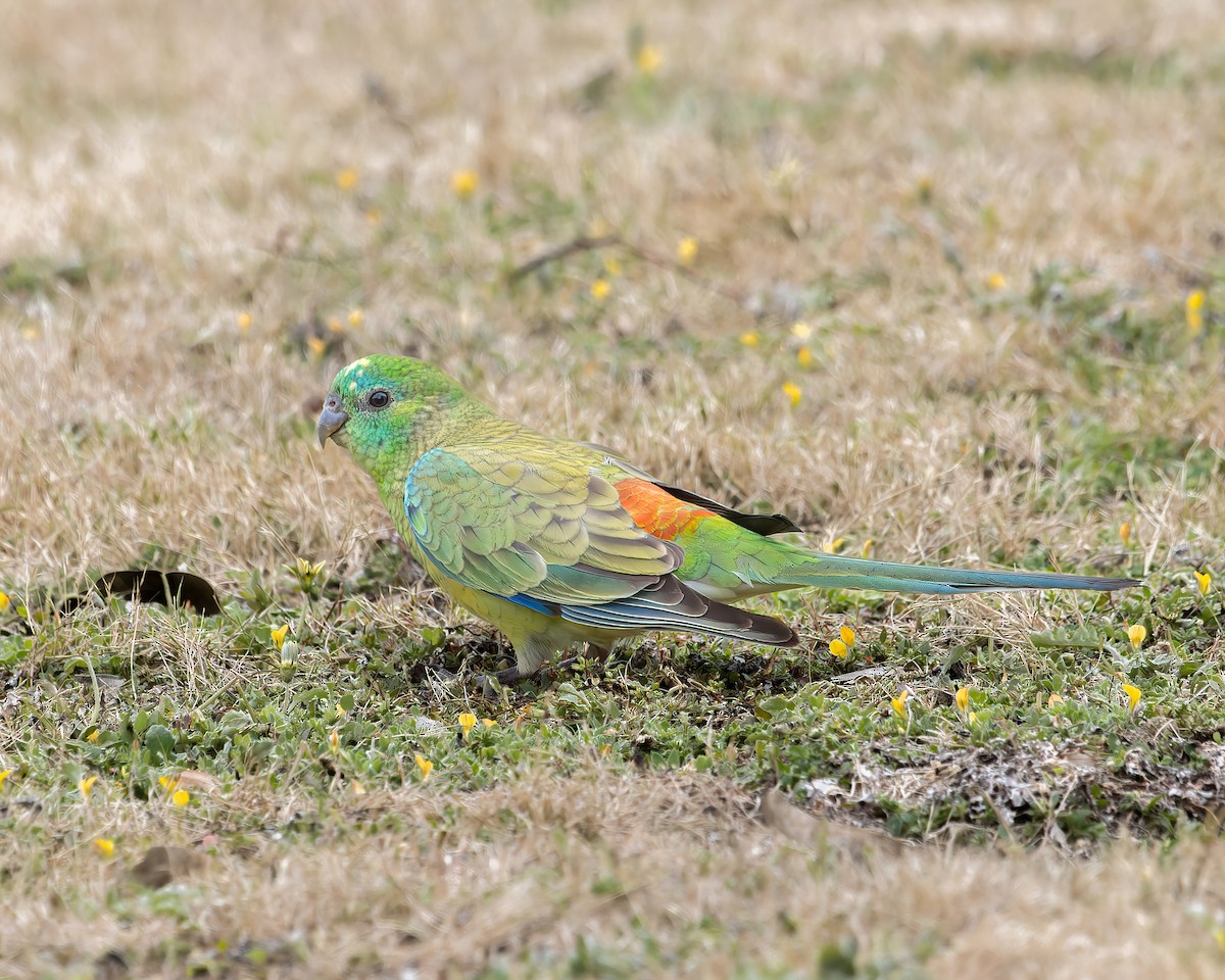 Red-rumped Parrot - ML612318443