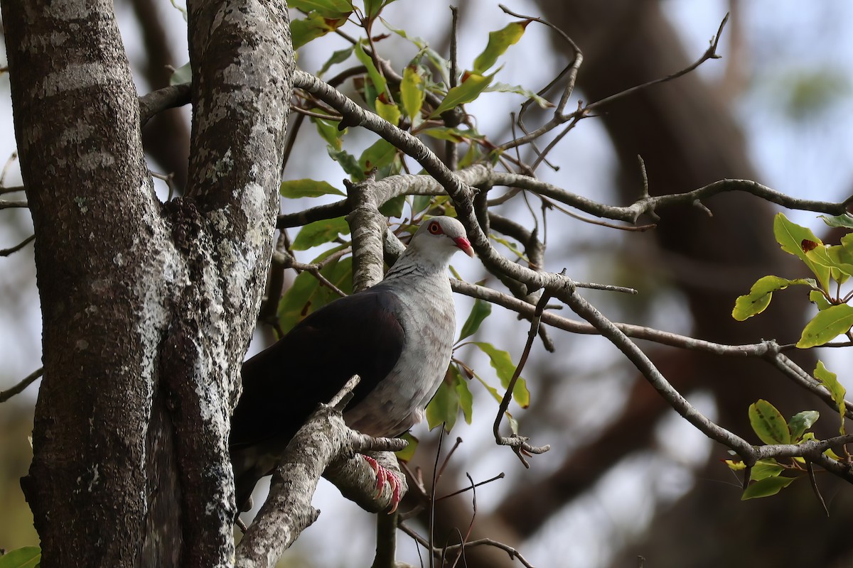 White-headed Pigeon - ML612318459