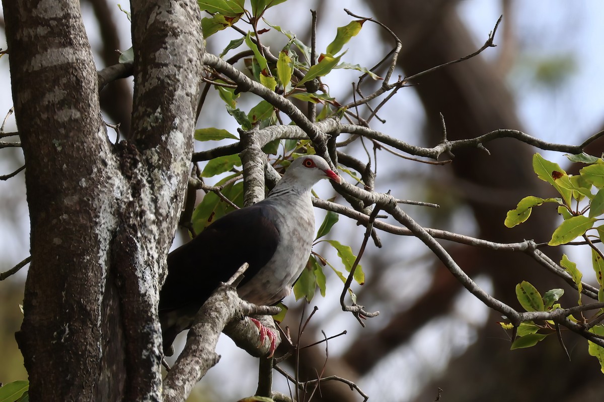 White-headed Pigeon - ML612318460