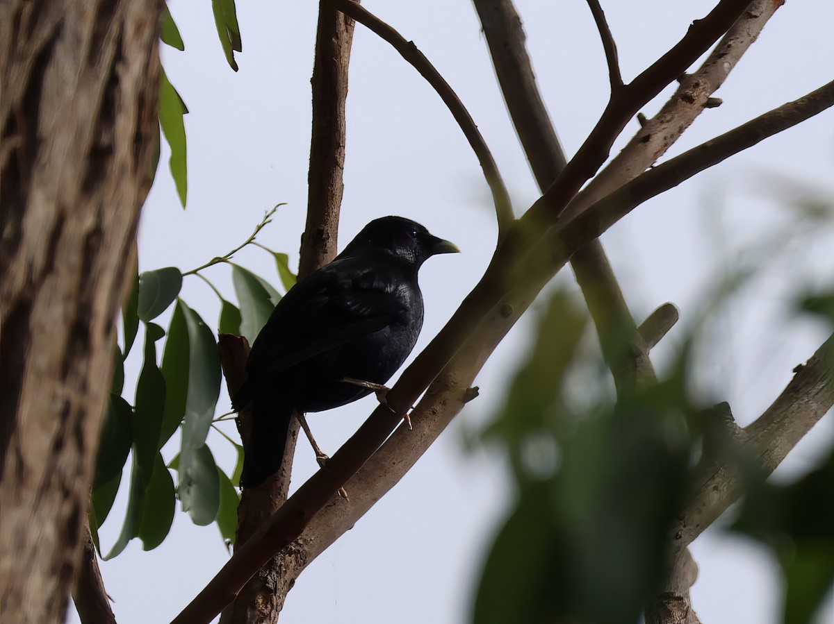 Satin Bowerbird - ML612318479