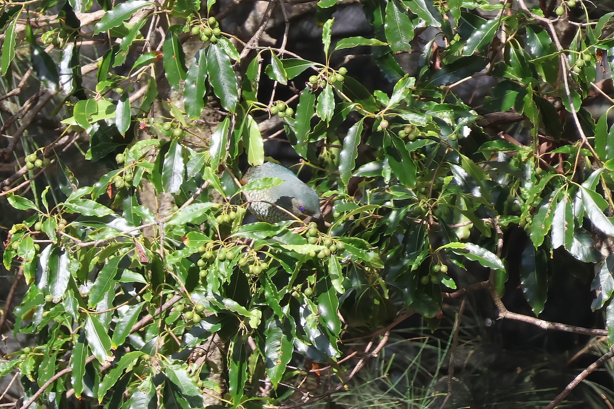 Satin Bowerbird - ML612318481