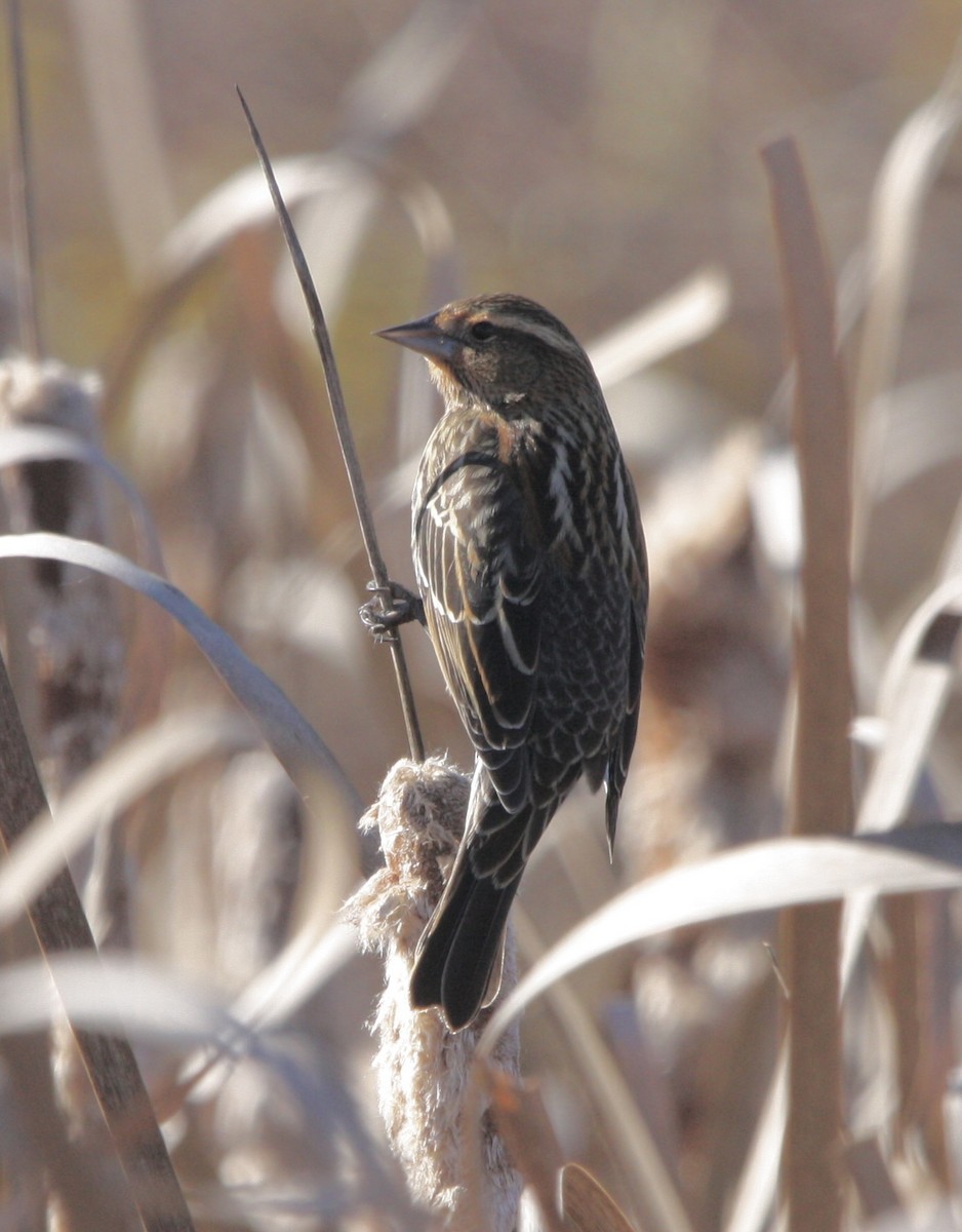 Red-winged Blackbird - ML612318488