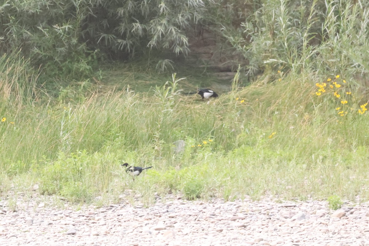 Black-billed Magpie - Michael Gallo