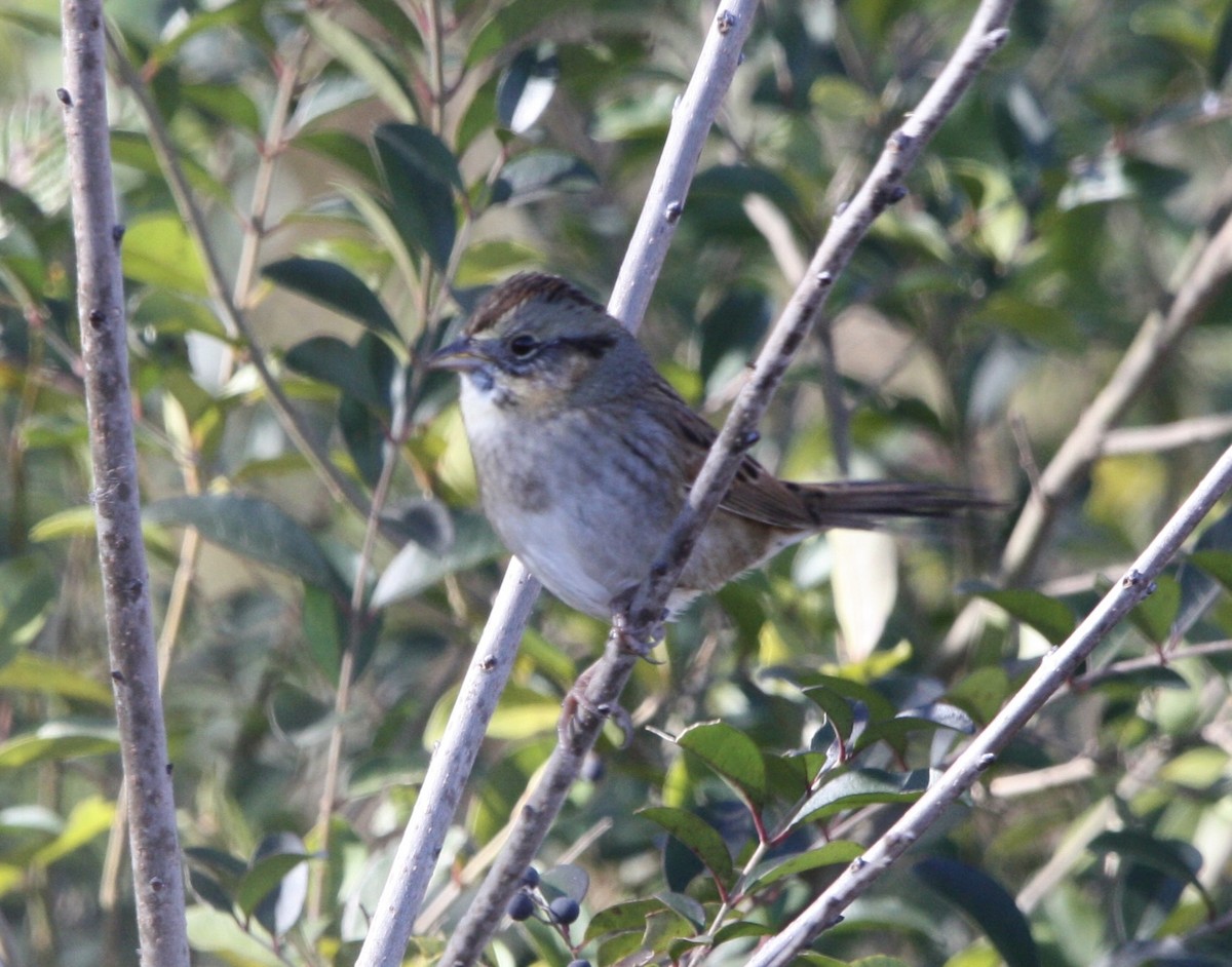 Swamp Sparrow - ML612318504