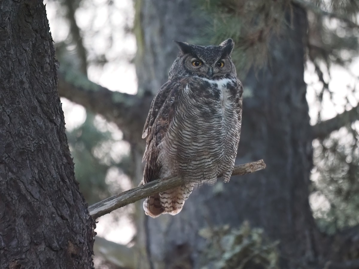 Great Horned Owl - James Maughn