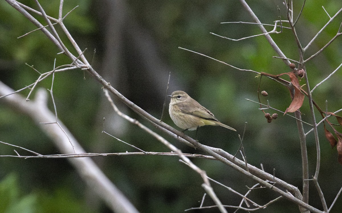 Palm Warbler - Edwin Wilke