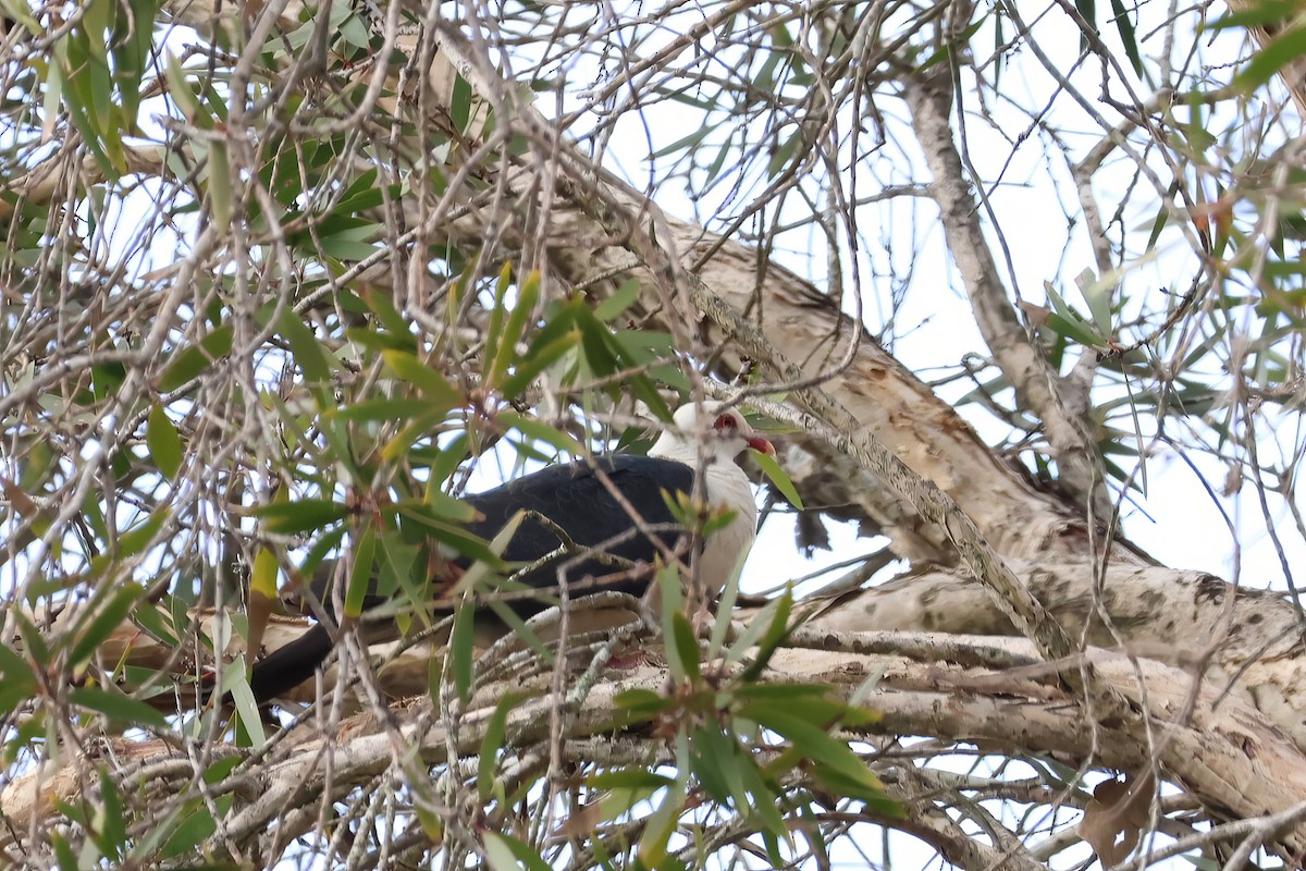 White-headed Pigeon - ML612318539