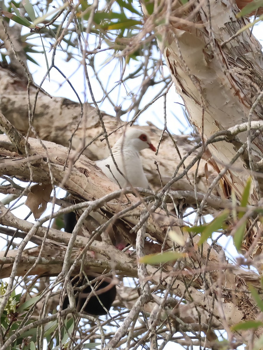 White-headed Pigeon - Heather Williams