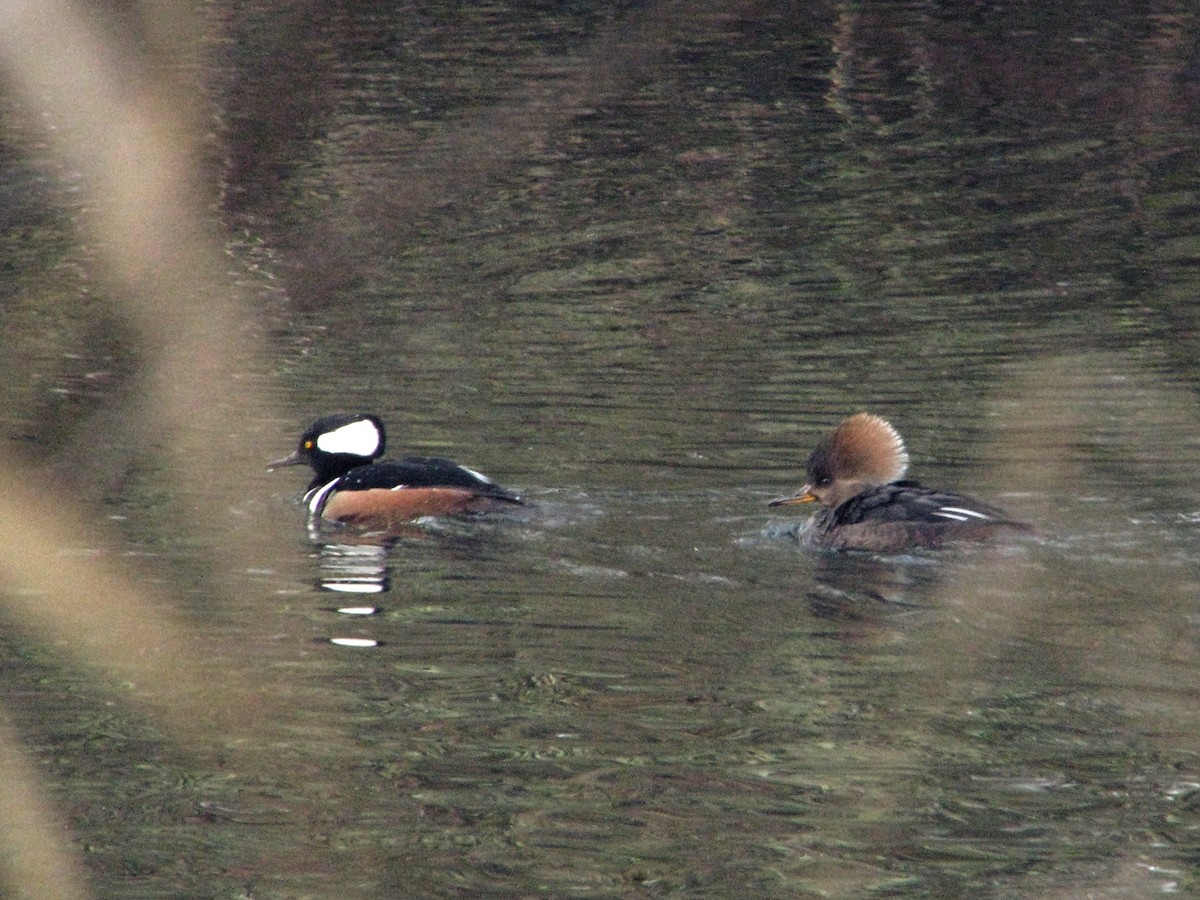 Hooded Merganser - V. Lohr