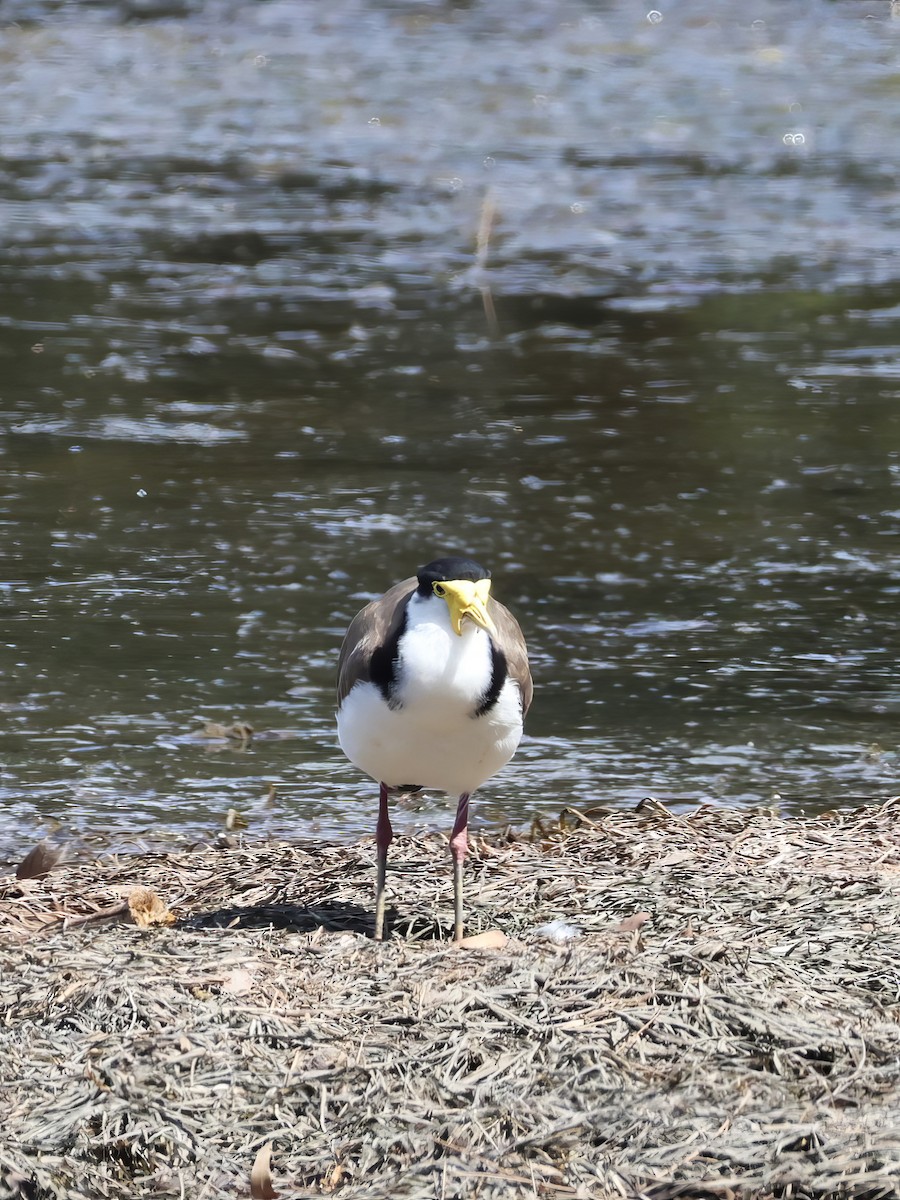 Masked Lapwing - ML612318546