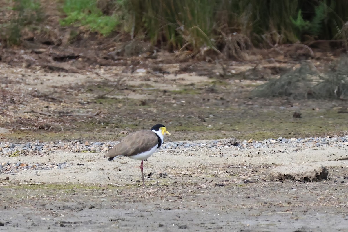 Masked Lapwing - ML612318549