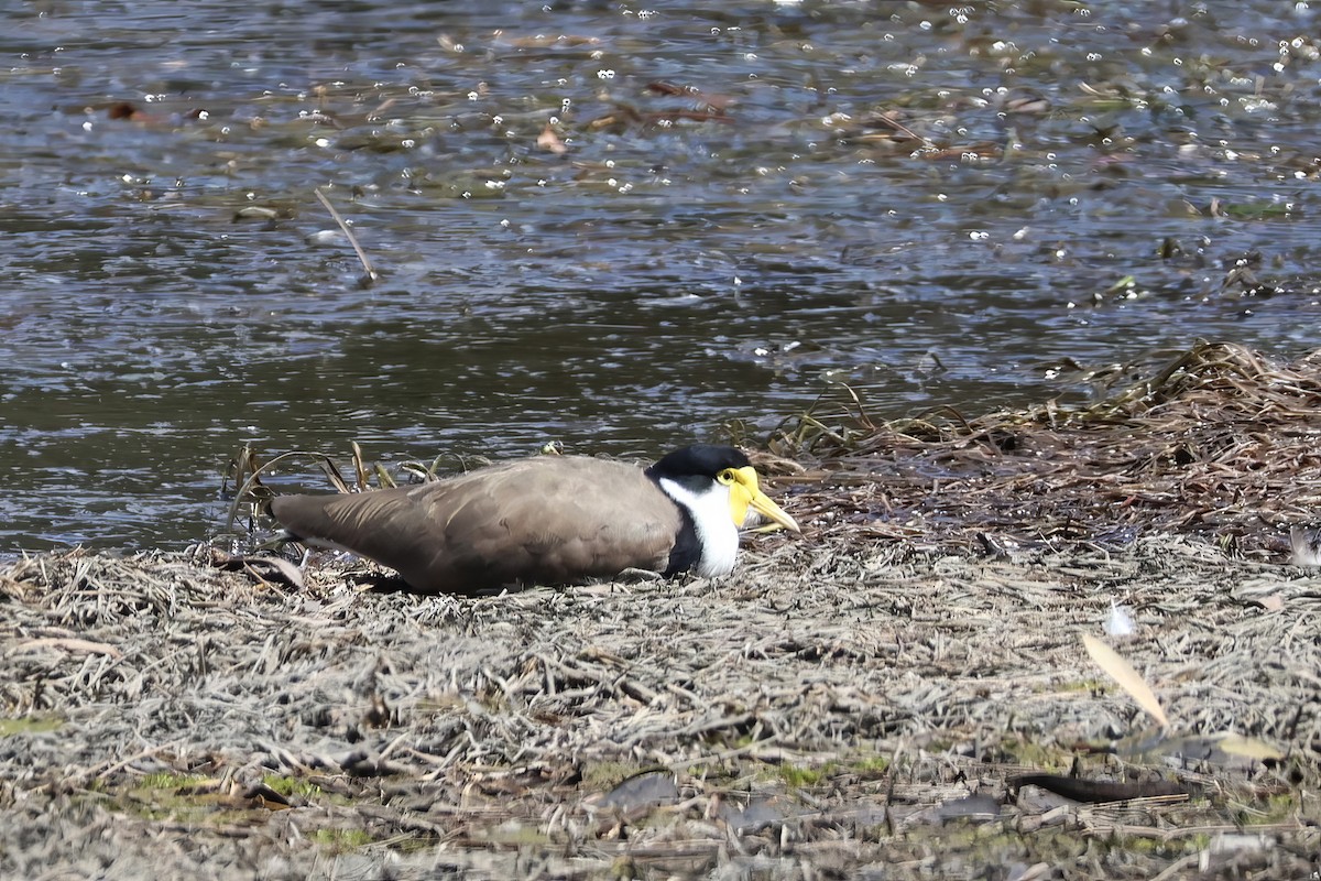 Masked Lapwing - ML612318552