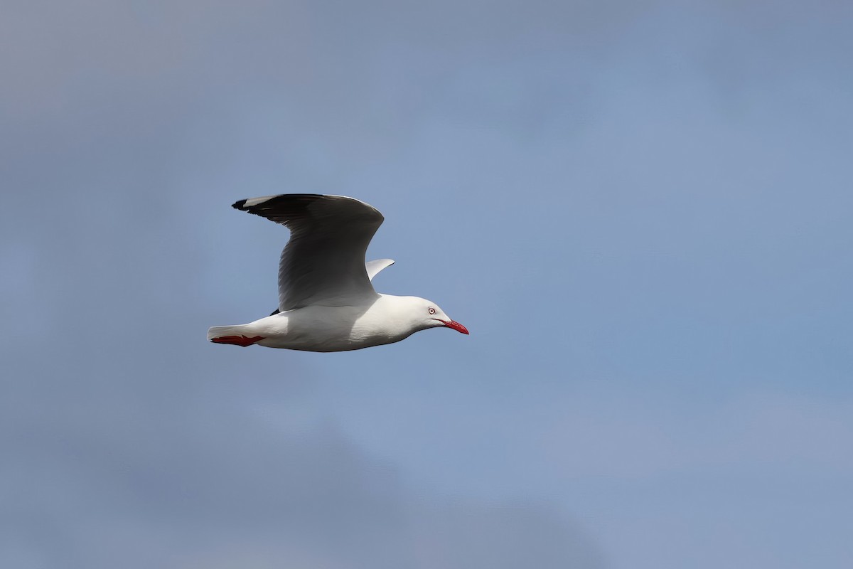 Silver Gull - ML612318561