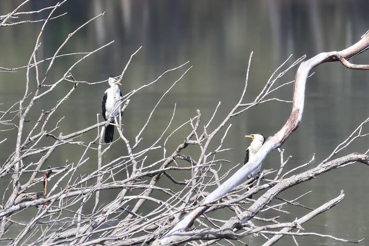 Little Pied Cormorant - ML612318565