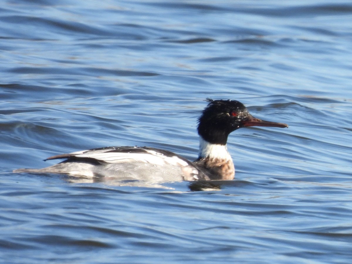 Red-breasted Merganser - Jud Santos