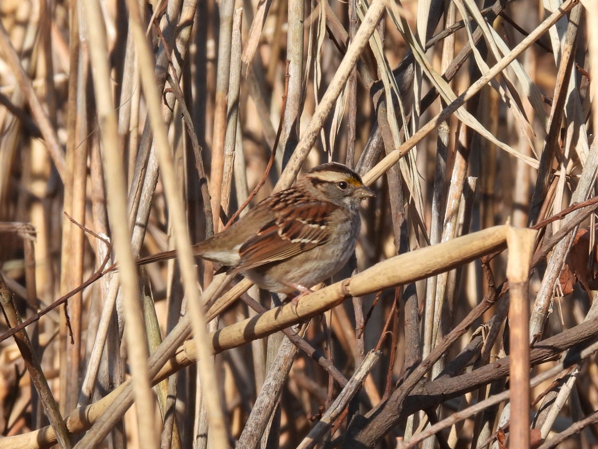 White-throated Sparrow - Jud Santos