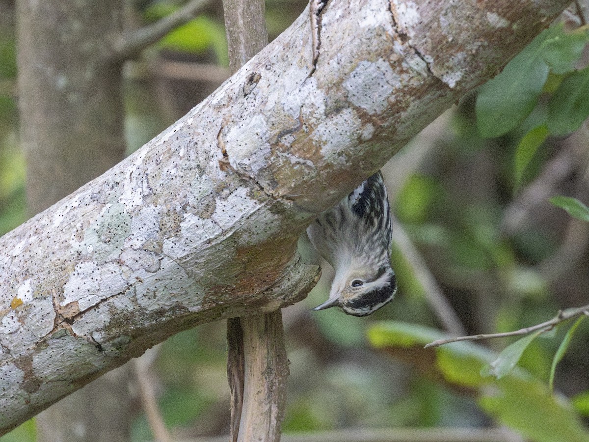 Black-and-white Warbler - ML612318582