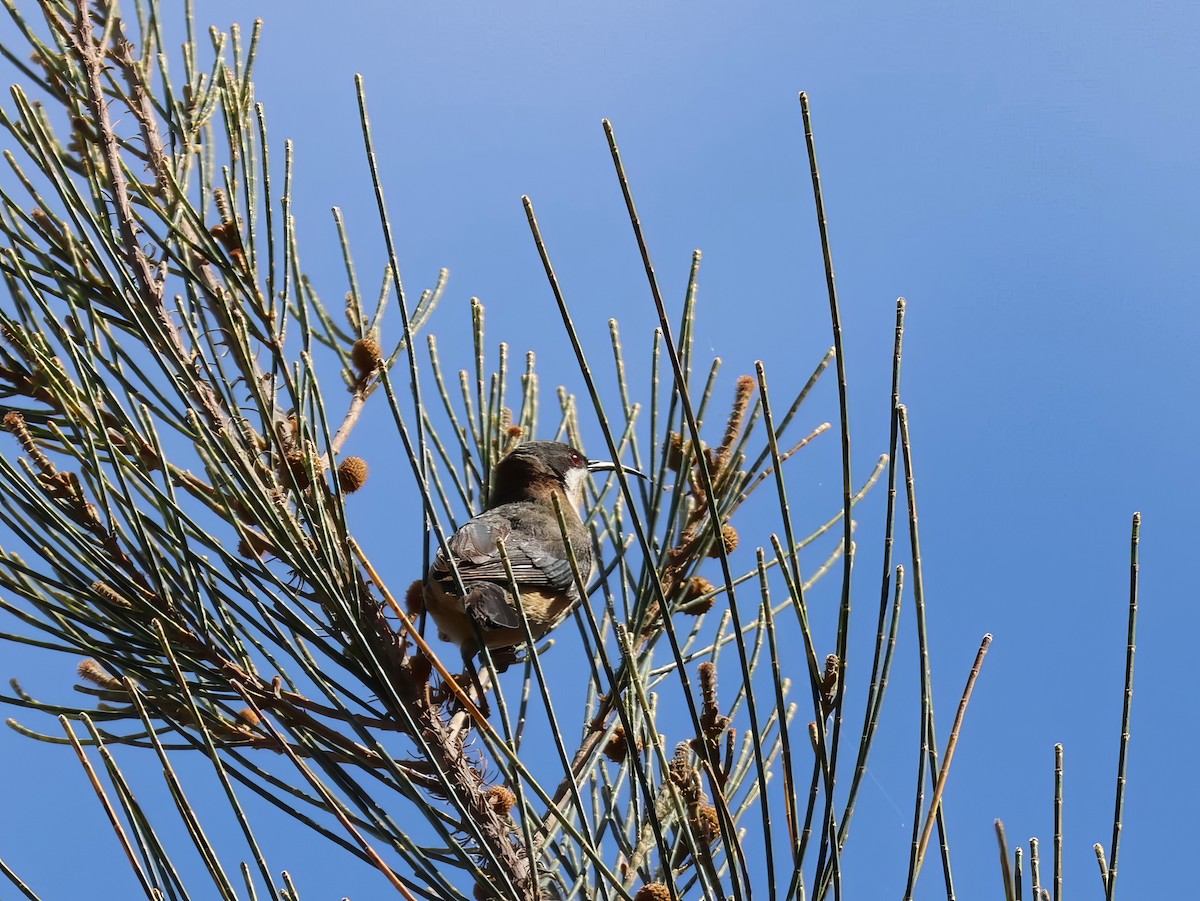 Eastern Spinebill - ML612318584