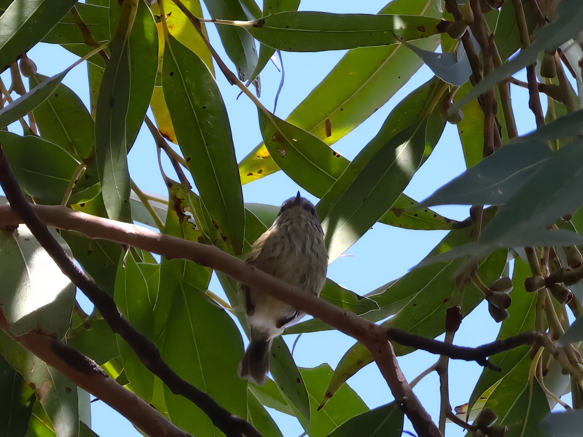 Brown Thornbill - ML612318597