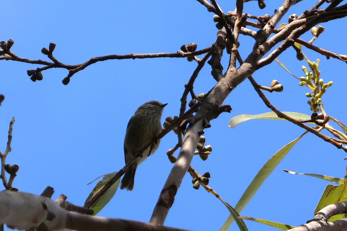 Brown Thornbill - ML612318598