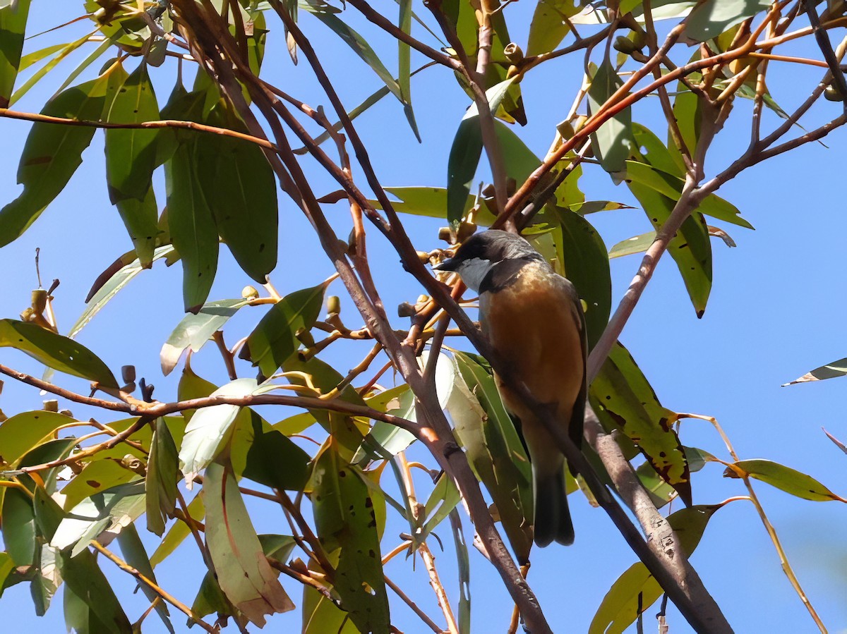 Rufous Whistler - ML612318615