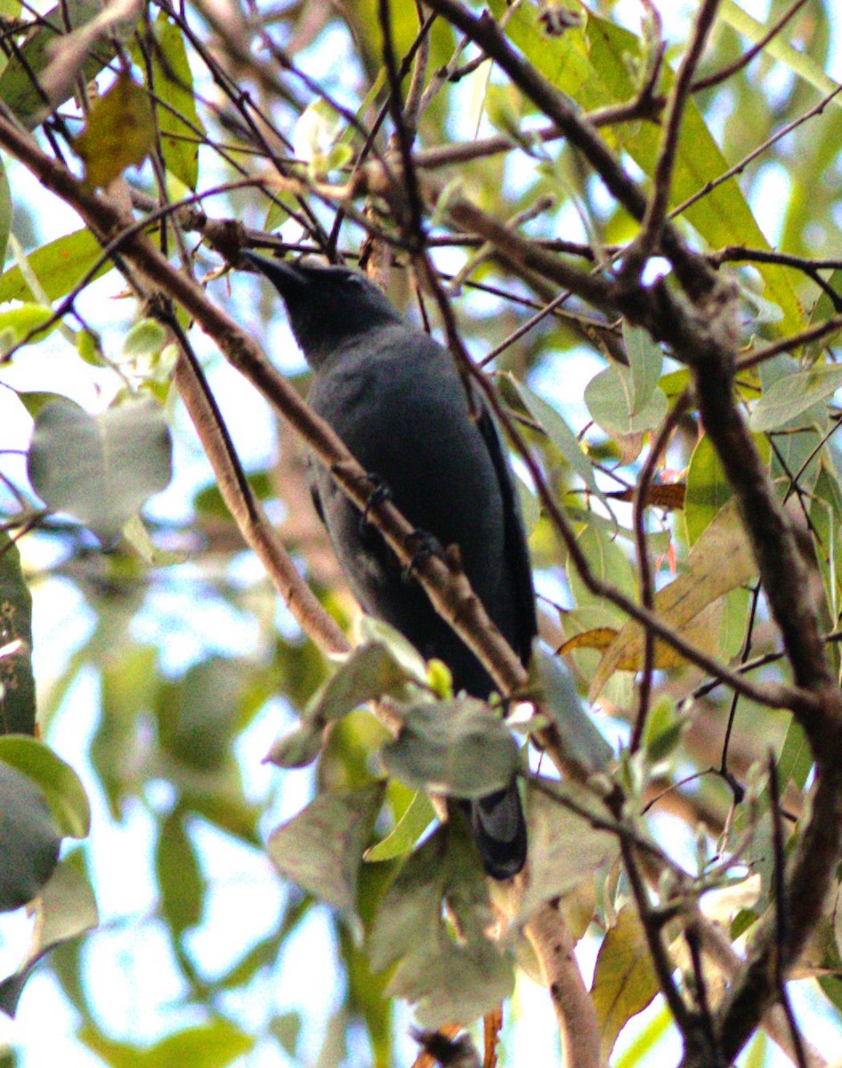 Common Cicadabird - Greg Roberts