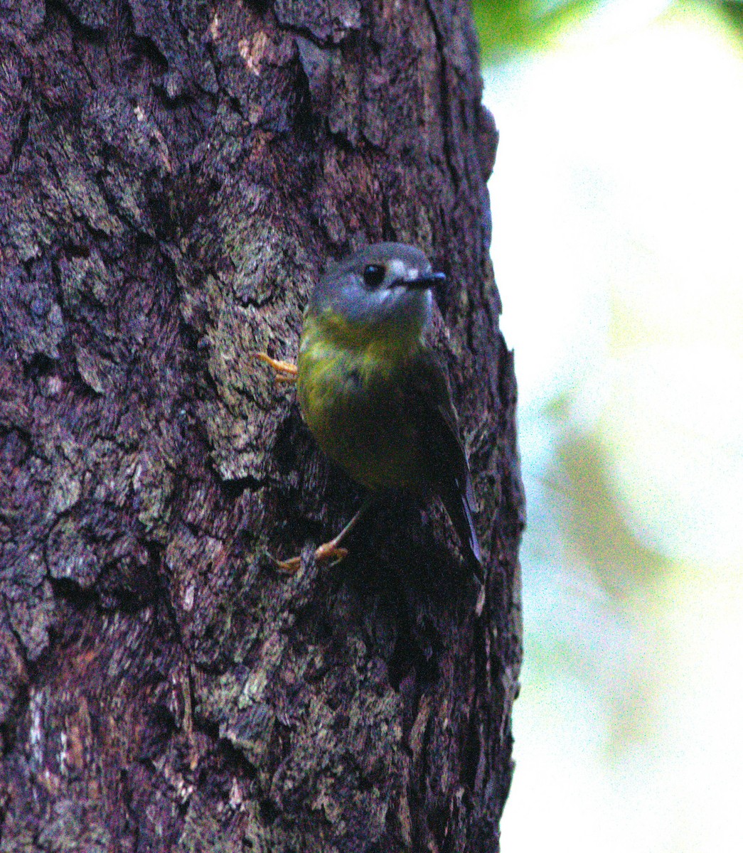 Pale-yellow Robin - ML612318654