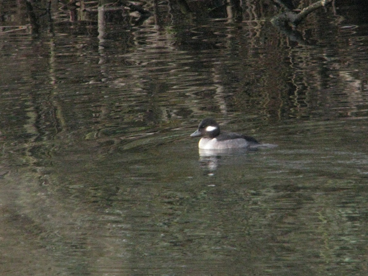 Bufflehead - V. Lohr