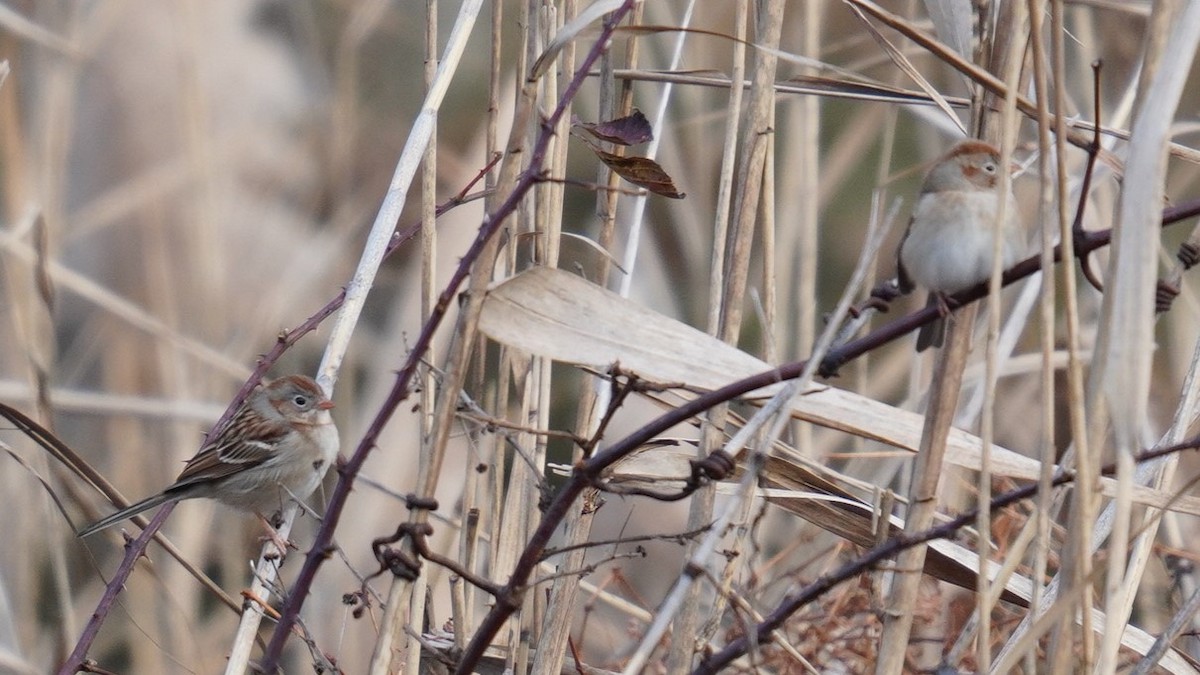 Field Sparrow - ML612318958