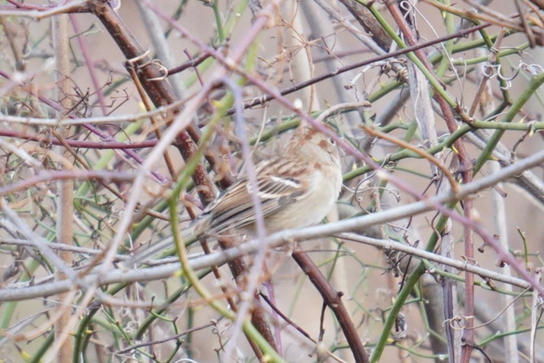 Field Sparrow - ML612318959