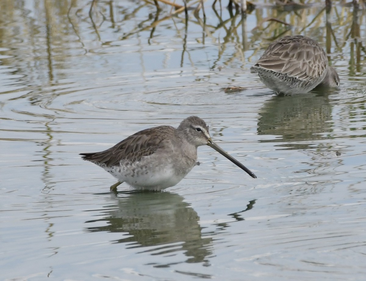 Long-billed Dowitcher - ML612318960