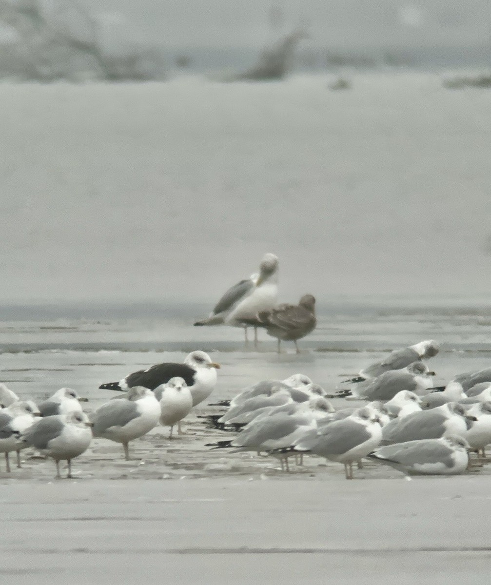 Lesser Black-backed Gull - Daniel Casey