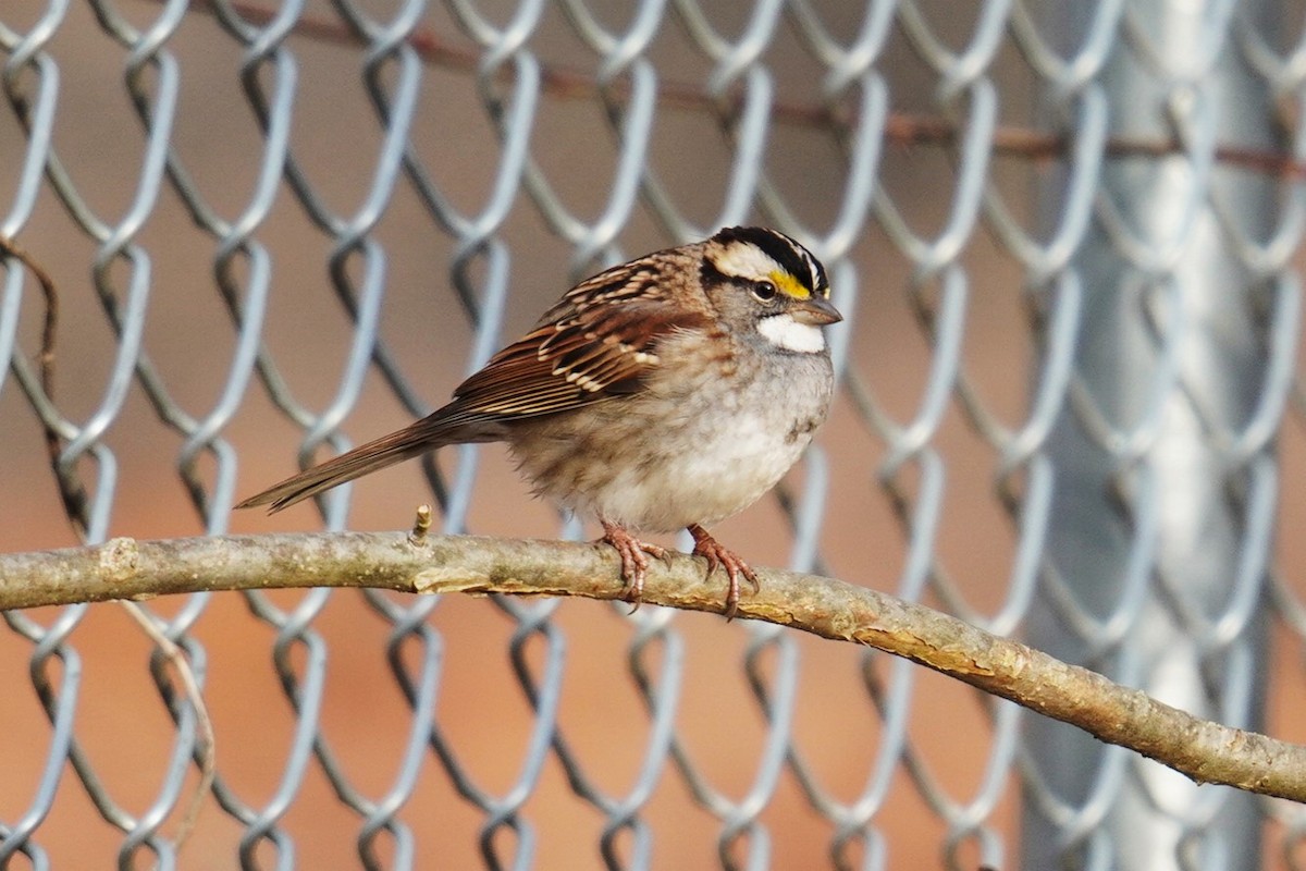 White-throated Sparrow - ML612318977