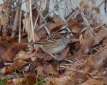 White-throated Sparrow - Ethan Kang