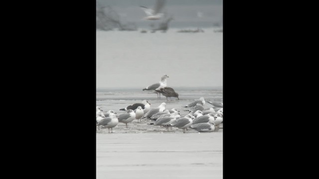 Gaviota Sombría - ML612318980