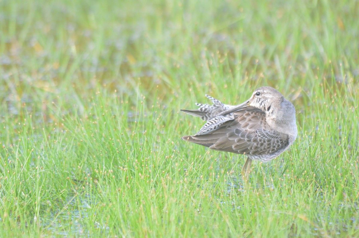 Long-billed Dowitcher - ML612318990