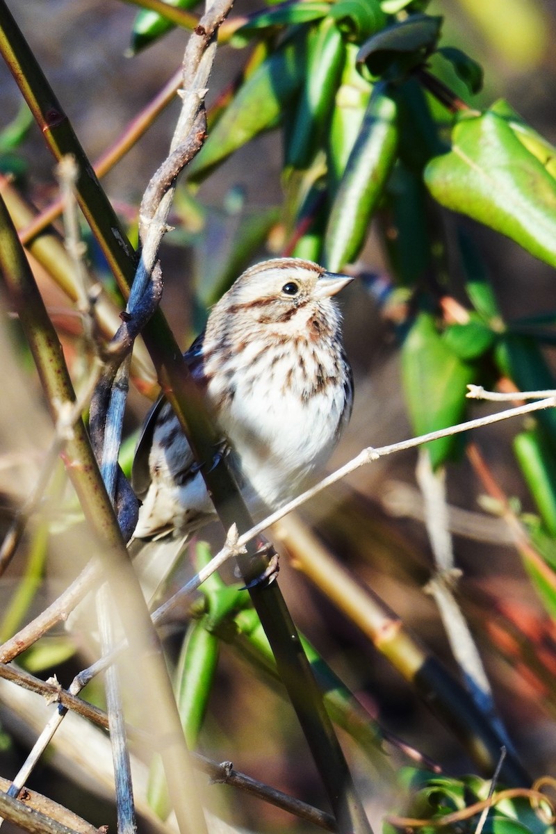 Song Sparrow - ML612318992