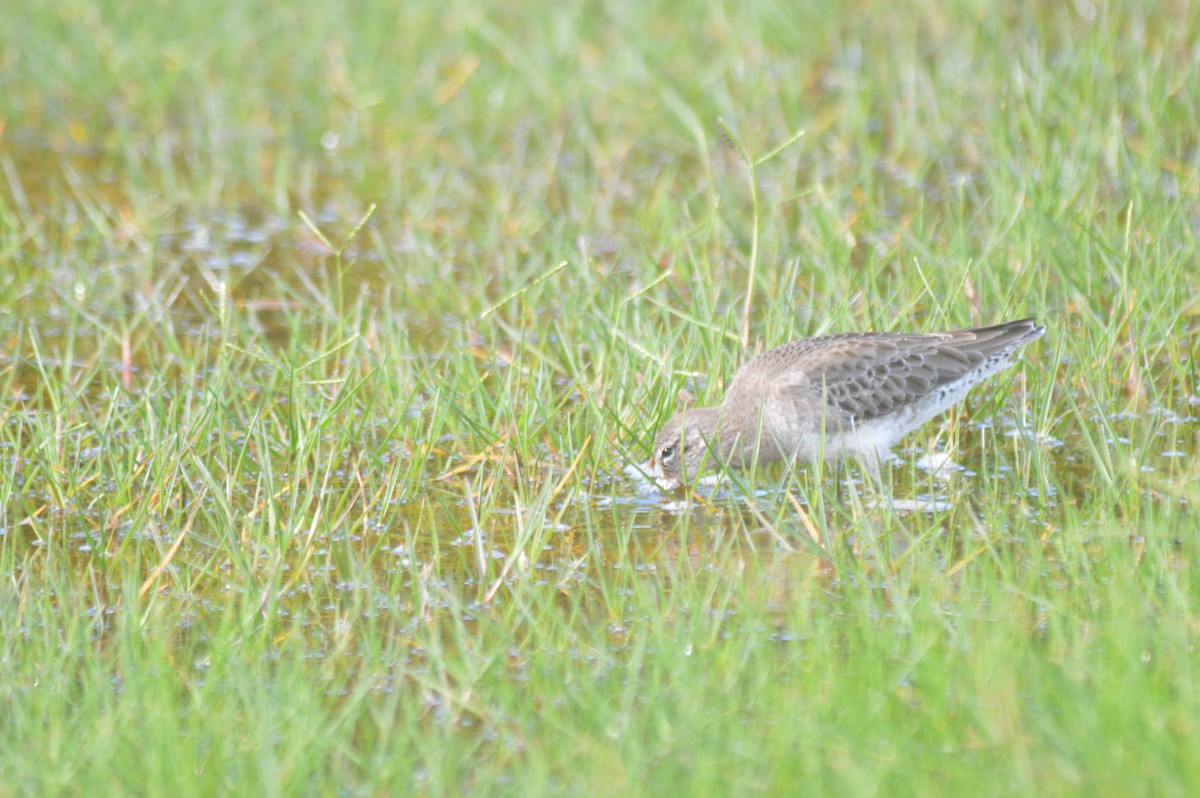 Long-billed Dowitcher - ML612318997