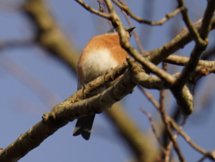 Eastern Bluebird - ML612319001