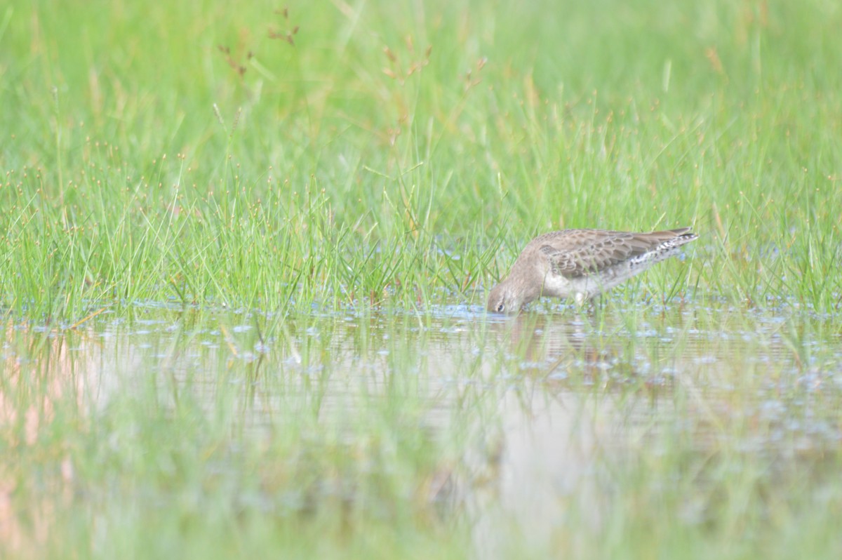 Long-billed Dowitcher - Eduardo Pacheco Cetina