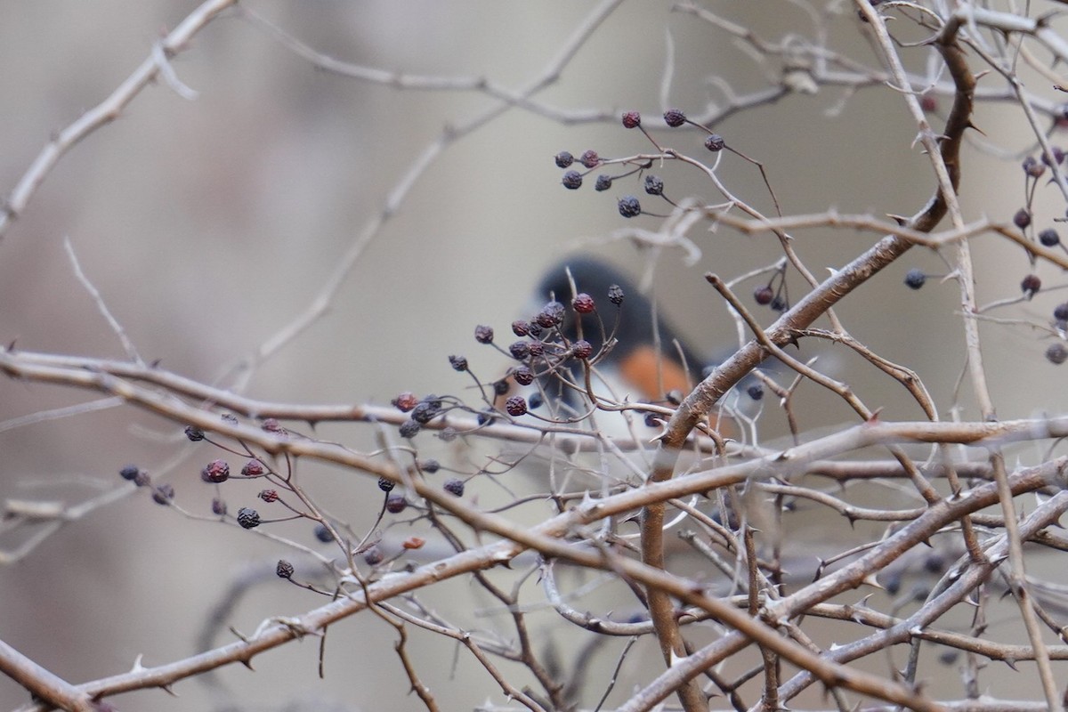 Eastern Towhee - ML612319010